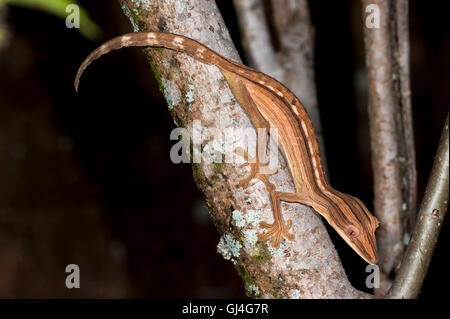 Liniertes Blatt Tailed Gecko Uroplatus Lineatus Madagaskar Stockfoto