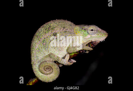 Elefant Schmuckschildkröte Chamäleon Madagaskar Stockfoto