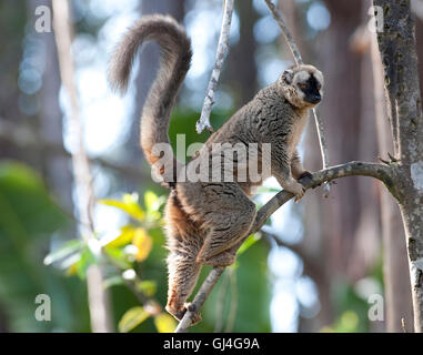 Rot Fronted Lemur Eulemur Rufifrons Madagaskar Stockfoto