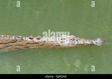 Nil-Krokodil Crocodylus Niloticus Madagaskar Stockfoto