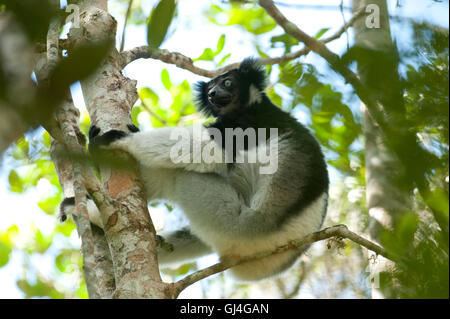 Indri Analamazaotra Reserve Madagaskar Stockfoto