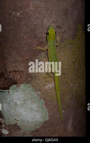 Madagaskar Tag Gecko Phelsuma madagascariensis Stockfoto