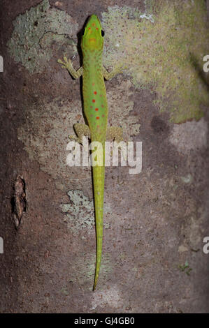 Madagaskar Tag Gecko Phelsuma madagascariensis Stockfoto