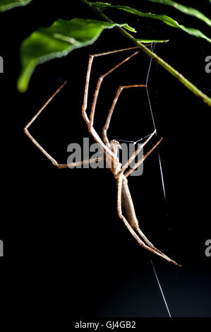 Oger konfrontiert / Net-Casting Spinne Deinopis sp Madagaskar Stockfoto