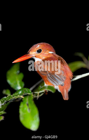 Madagaskar Pygmy Kingfisher Ispidina Madagascariensis Stockfoto