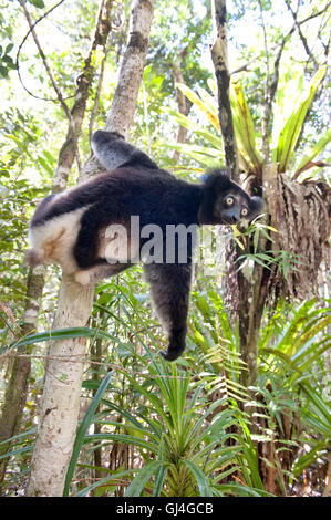 Indri Lemuren Madagaskar Stockfoto