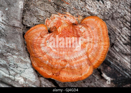 Orange Halterung Pilz Madagaskar Stockfoto