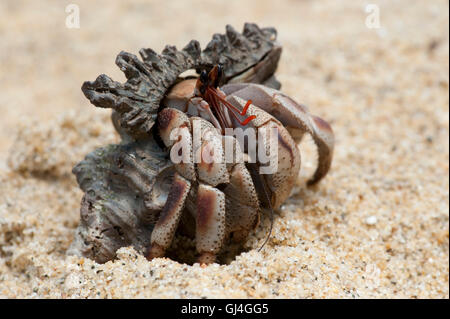 Einsiedlerkrebs Coenobita sp Madagaskar zu landen Stockfoto