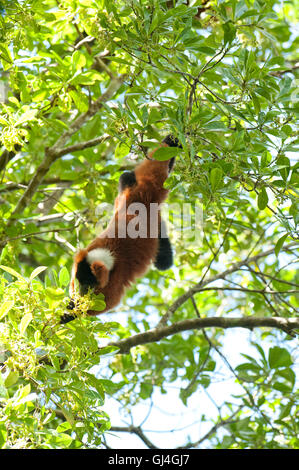 Red Ruffed Lemur Varecia Variegata Ruber Madagaskar Stockfoto