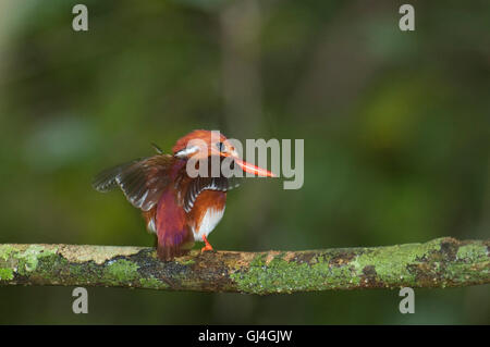 Madagaskar Pygmy Kingfisher Corythornis madagascariensis Stockfoto