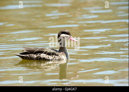 Rot-billed Pintail / Teal Anas Erythrorhyncha Madagaskar Stockfoto