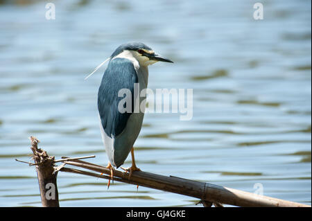 Schwarz gekrönt Nachtreiher Nycticorax Nycticorax Madagaskar Stockfoto