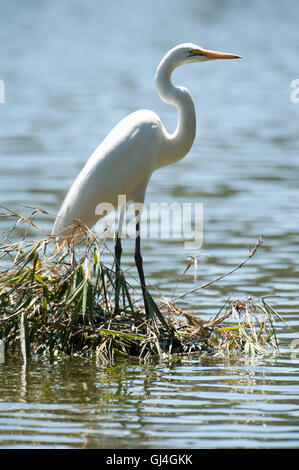 Große weiße Reiher Ardea Alba Madagaskar Stockfoto