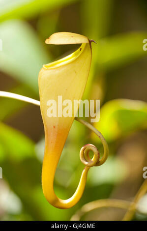 Kannenpflanze Nepenthes Madagascariensis Madagaskar Stockfoto