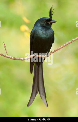 Crested Drongo Dicrurus Forficatus Madagaskar Stockfoto