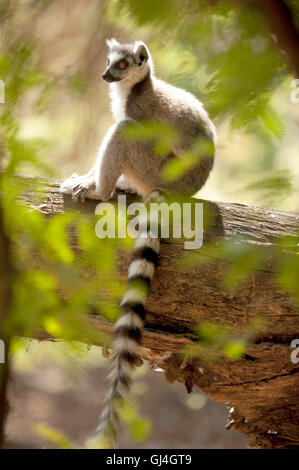 Ring-Tailed Lemur Lemur Catta Madagaskar Stockfoto