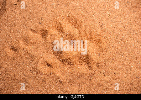 Tierspuren im Sand Lemuren Berenty Nationalpark Madagaskar Stockfoto