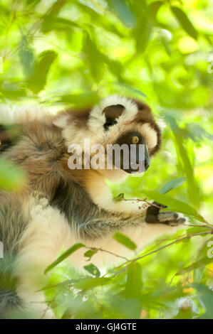 Verreaux Sifaka Propithecus Verreauxi Madagaskar Stockfoto