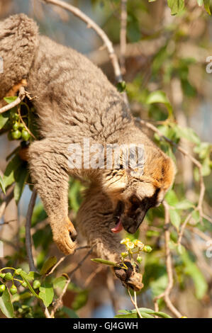 Rot-fronted Lemur Eulemur Rufifrons Madagaskar Stockfoto