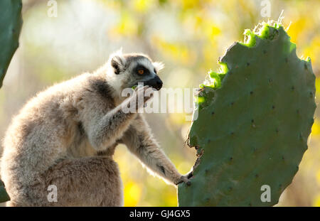 Ring-Tailed Lemur Lemur Catta Madagaskar Stockfoto