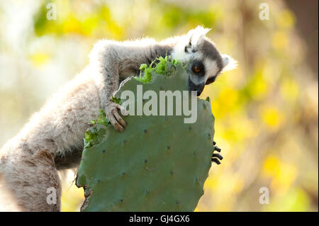 Ring-Tailed Lemur Lemur Catta Madagaskar Stockfoto