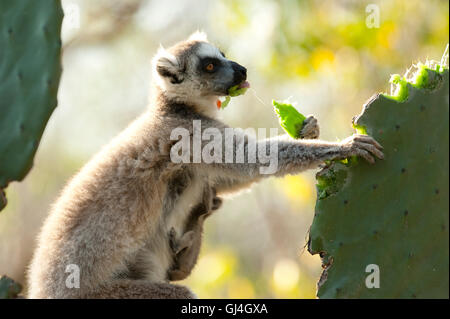 Ring-Tailed Lemur Lemur Catta Madagaskar Stockfoto