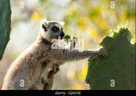 Ring-Tailed Lemur Lemur Catta Madagaskar Stockfoto