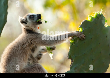 Ring-Tailed Lemur Lemur Catta Madagaskar Stockfoto