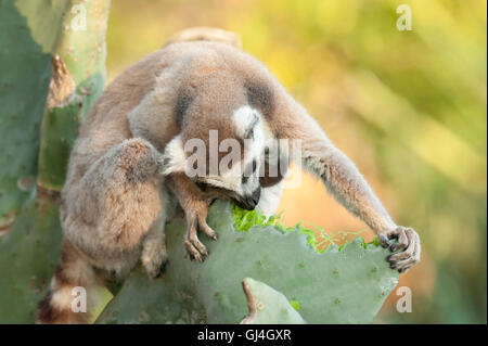 Ring-Tailed Lemur Lemur Catta Madagaskar Stockfoto