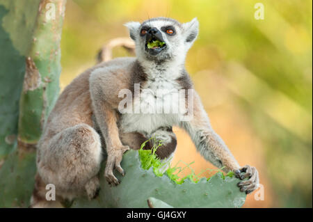Ring-Tailed Lemur Lemur Catta Madagaskar Stockfoto