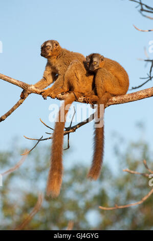 Rot-konfrontierte braune Lemur Eulemur Rufus Madagaskar Stockfoto