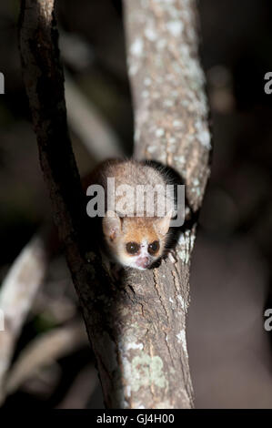 Grau-braunen Mausmaki Microcebus Griseorufus Madagaskar Stockfoto