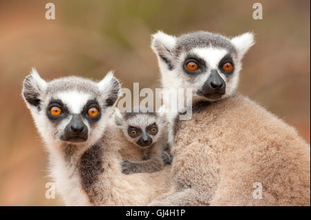 Ring-Tailed Lemur Lemur Catta Madagaskar Stockfoto