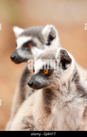 Ring-Tailed Lemur Lemur Catta Madagaskar Stockfoto