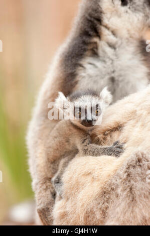 Ring-Tailed Lemur Lemur Catta Madagaskar Stockfoto