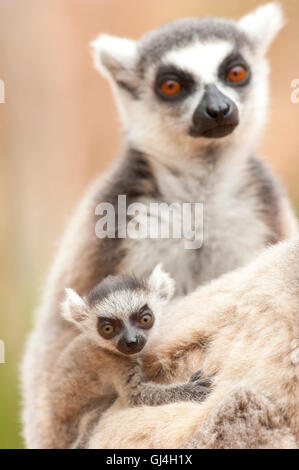 Ring-Tailed Lemur Lemur Catta Madagaskar Stockfoto