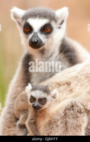 Ring-Tailed Lemur Lemur Catta Madagaskar Stockfoto