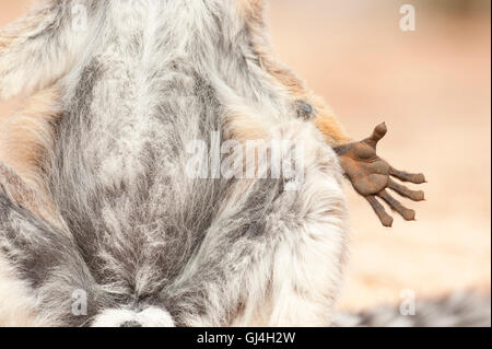 Ring-Tailed Lemur Lemur Catta Madagaskar Stockfoto