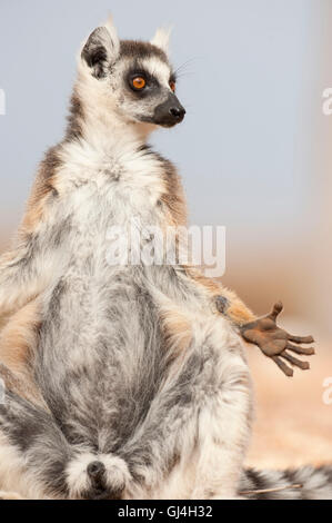 Ring-Tailed Lemur Lemur Catta Madagaskar Stockfoto