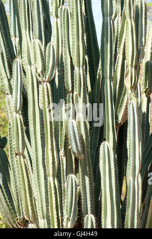 Kakteenarten Berenty Nationalpark Madagaskar Stockfoto