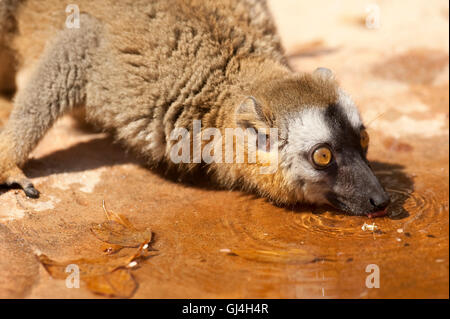 Rot-fronted Lemur Eulemur Rufifrons Madagaskar Stockfoto