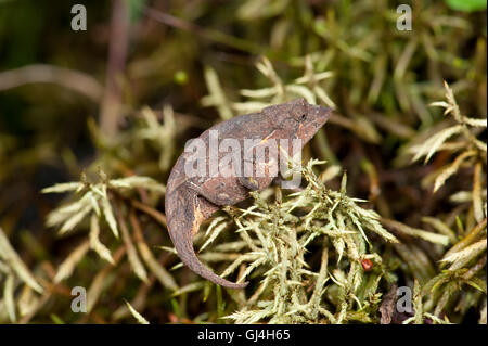 Leaf Chamäleon Brookesia Nasus Madagaskar Stockfoto