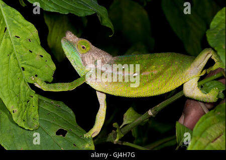 Shaughnessy Chamäleon Madagaskar Stockfoto