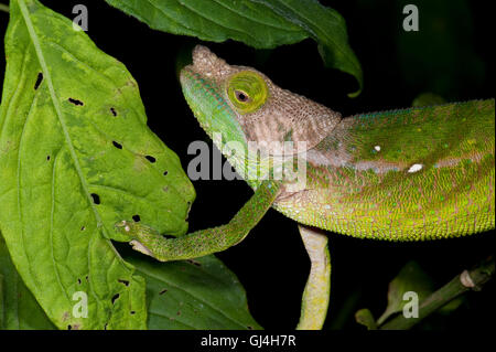 Shaughnessy Chamäleon Madagaskar Stockfoto