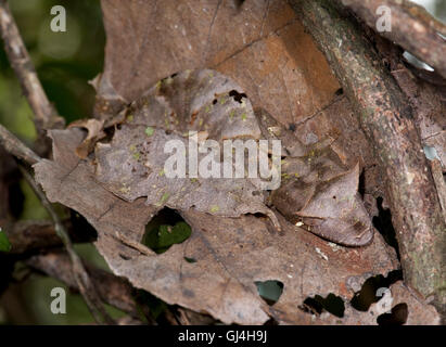 Satanische Blatt Tailed Gecko Uroplatus phantasticus Stockfoto