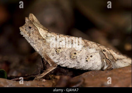 Stumpf Tailed Blatt Chamäleon Brookesia superciliaris Stockfoto