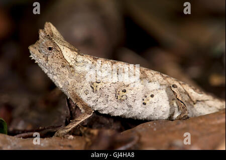 Stumpf Tailed Blatt Chamäleon Brookesia superciliaris Stockfoto