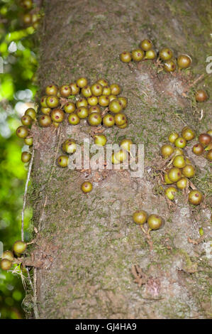 Früchte von Feigen Ficus sp Madagaskar Stockfoto