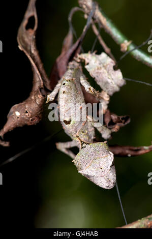 Satanische Blatt Tailed Gecko Uroplatus phantasticus Stockfoto