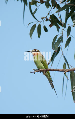 Madagassische Biene-Esser Merops superciliosus Stockfoto